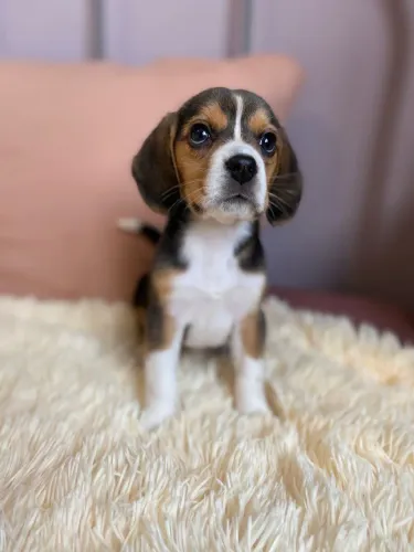 Filhotes De Beagle - Os Filhotinhos Mais Carinhosos Esperam Por Você