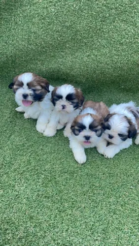 Shih Tzu belíssimos filhotes