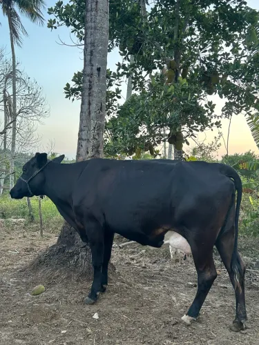 Vendo vaca leiteira 
