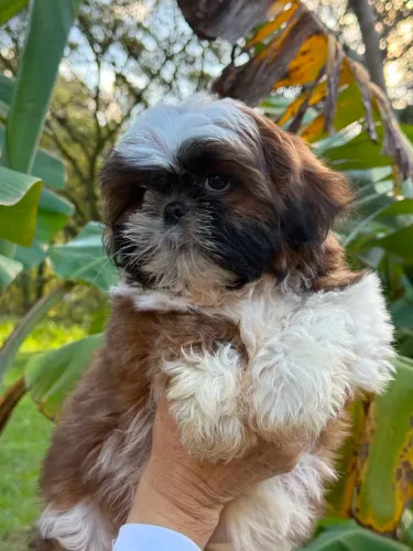 Shih tzu