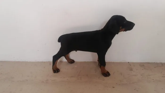 Filhote de doberman