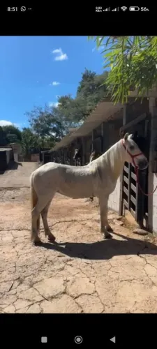 PARCELA NO CARTÃO DE CRÉDITO Linda égua CRISTAL Égua, marchador manga larga