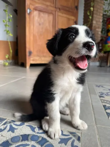 Filhote de border collie o parceiro inteligente que encanta em cada descoberta
