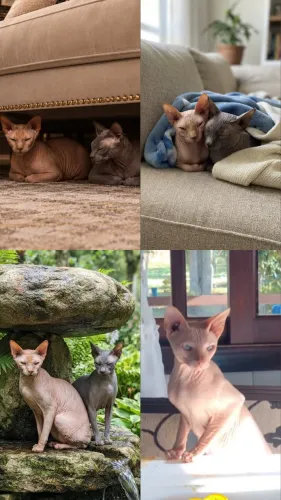 Casal de gatos Sphynx