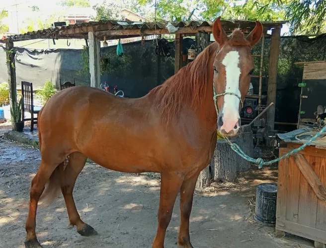 Cavalo MM