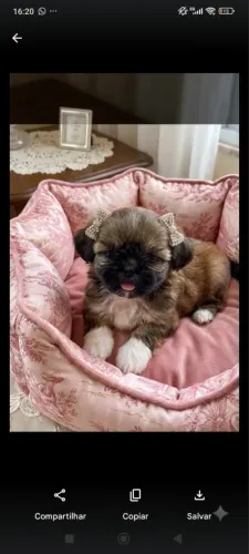 Shih-tzu com 69 dias vacinado