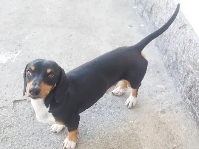 Basset macho com 1 ano e meio Vacinado