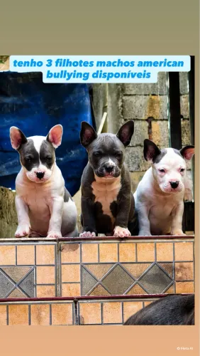 3 machos American bully 