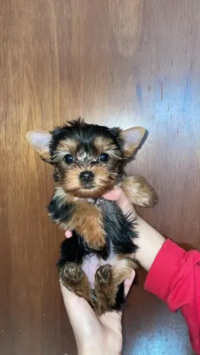 Yorkshire Terrier,Yorkshire Terrier Filhote Pronto Para Novo Lar