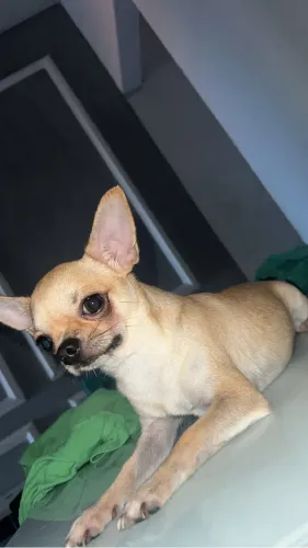  Chihuahua vendo ou troco