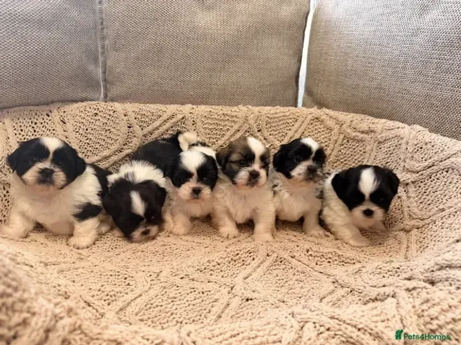 Filhotinhos Shih tzu/ shihtzu amorosos e super tranquilos