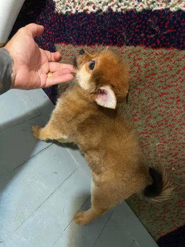 Chihuahua pelo longo