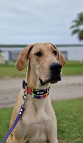 Filhote Dogue Alemão Fêmea