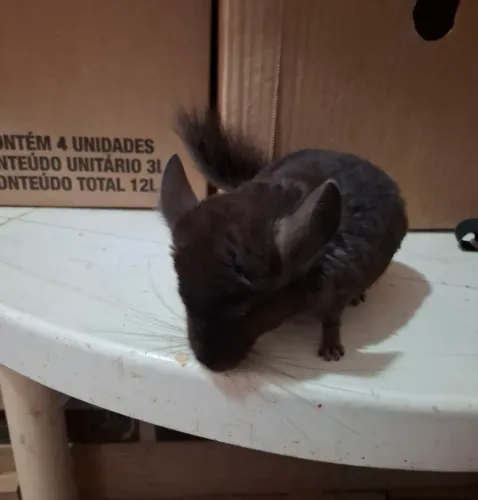 Chinchilas dark ebony e beges