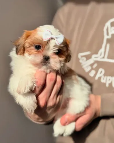 Filhotes De ShihTzu - Leve Para Casa Um Pedacinho De Felicidade