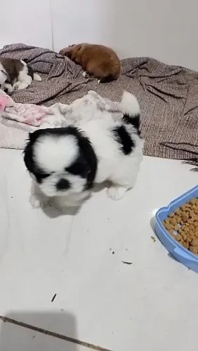 Vendo filhote de Shitzu