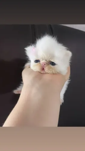 Gatos persas
