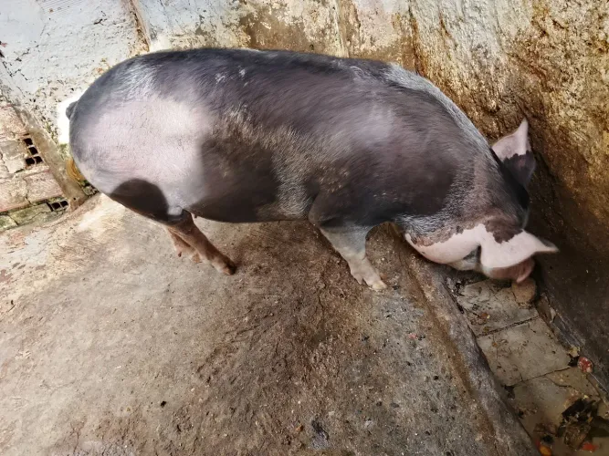 Vendo uma porca prenha um