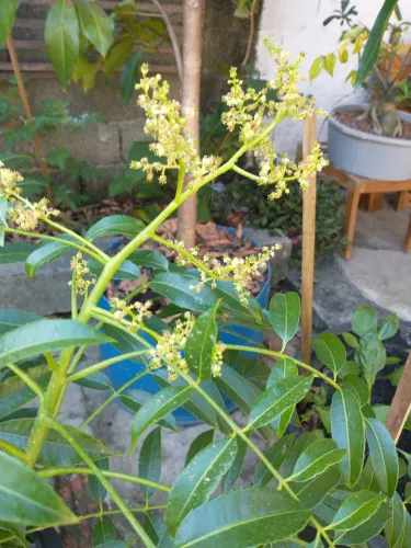 Mudas frutíferas 