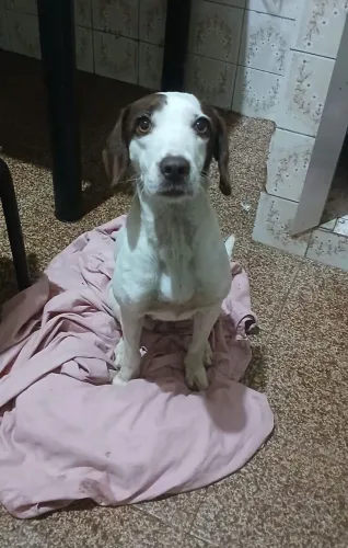 Laila Pequeno para Médio Porte