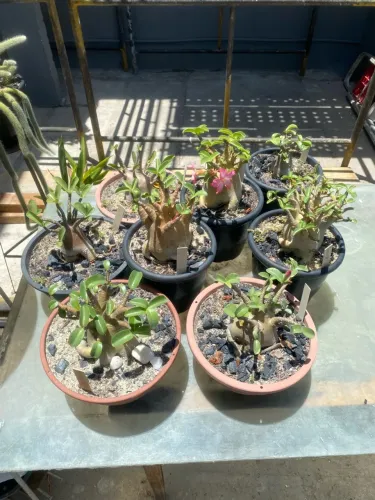 Coleção Arabicum(aceito cartão)