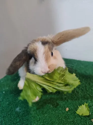 Coelho mini lop