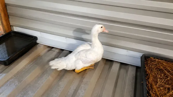Venda de patos e galinhas