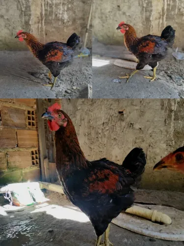 Frango gsb