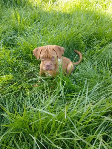 Dogue de Bordeaux femea