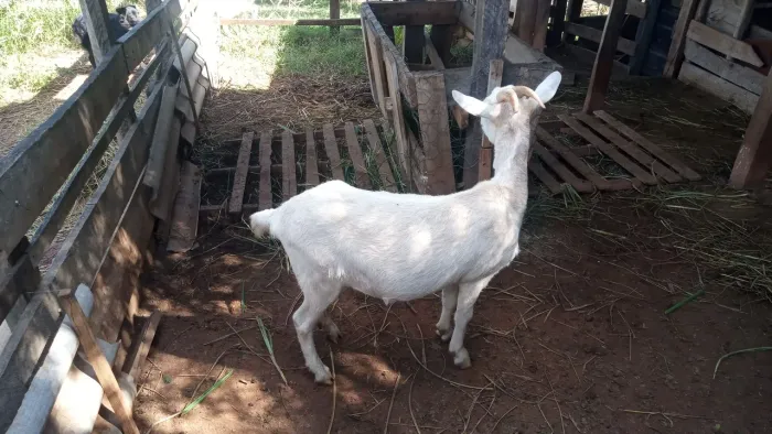Estou vendendo todas as cabras 
