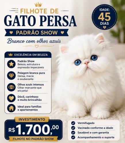 Filhote de gato persa show 