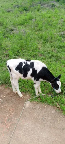 Vendo terneiro