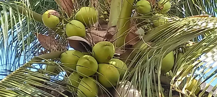Coco verde para retirar do pé e revender 