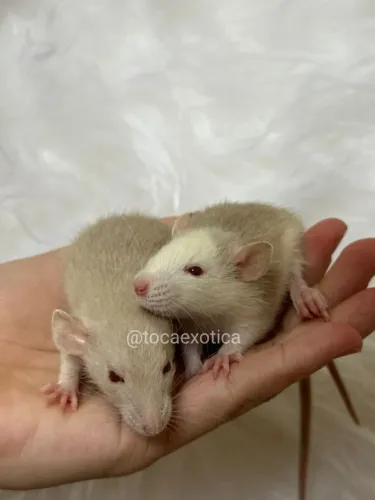Ratos Twister Filhotes (Machos e Fêmeas)