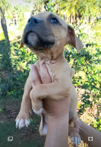 Pit Monster. 