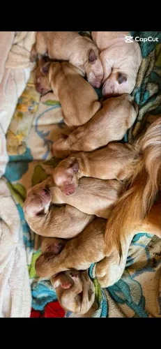 Filhotes Golden Retriever 