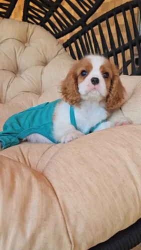 Lindos BBs de Cavalier King
