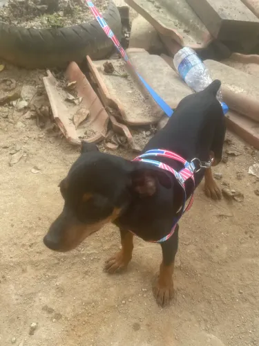 Pinscher doação
