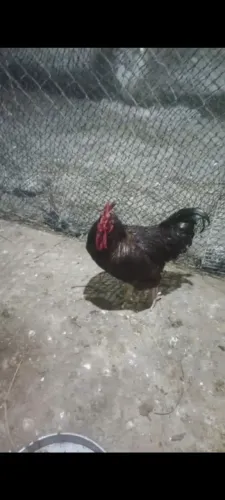 Ovos galados Rodhie Island red padrão americano
