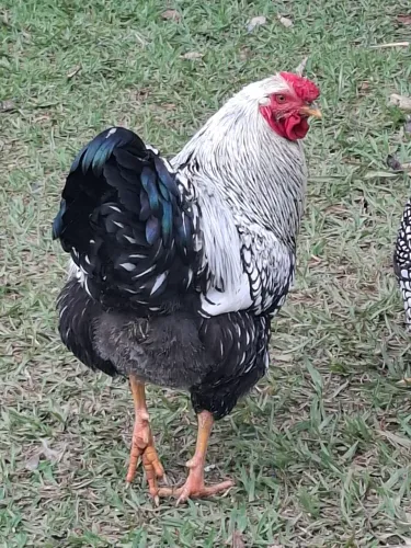 Galo e galinha wayandotte