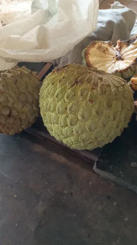 Araticum do cerrado disponível agora