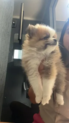 Lulu da pomerania (últimas fotos dos pais)