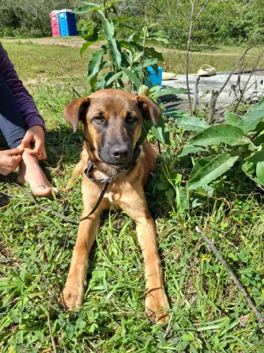 Adoção cachorro - Romeu
