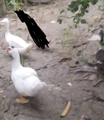 Vendo ovos, patos e filhotes (sem ovos por enquanto)