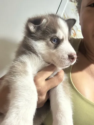 Husky siberiano baby