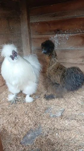Casal de sedosa