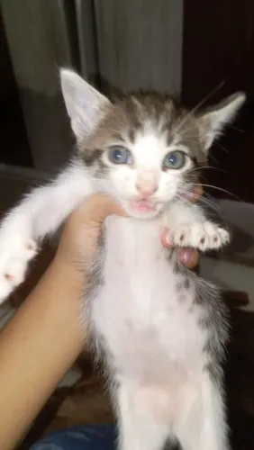 Gatos filhotes