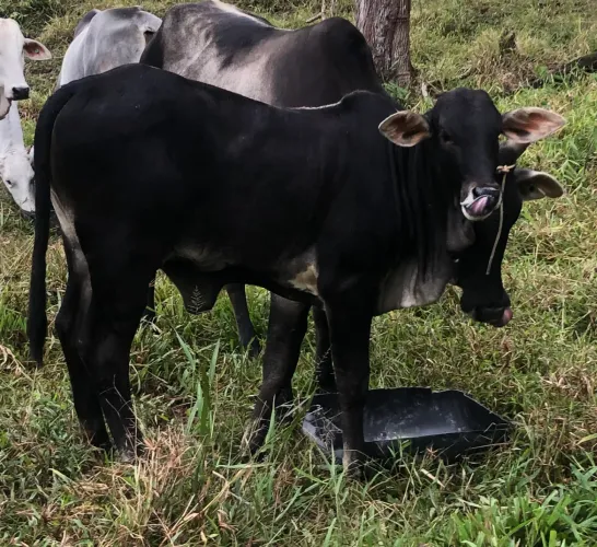 Terneira/bezerra Nelore