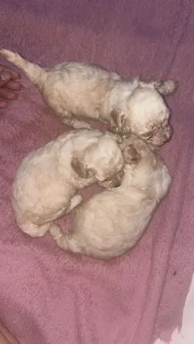 Cachorro