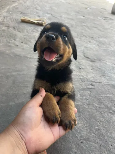 FILHOTE DE ROTTWEILER 